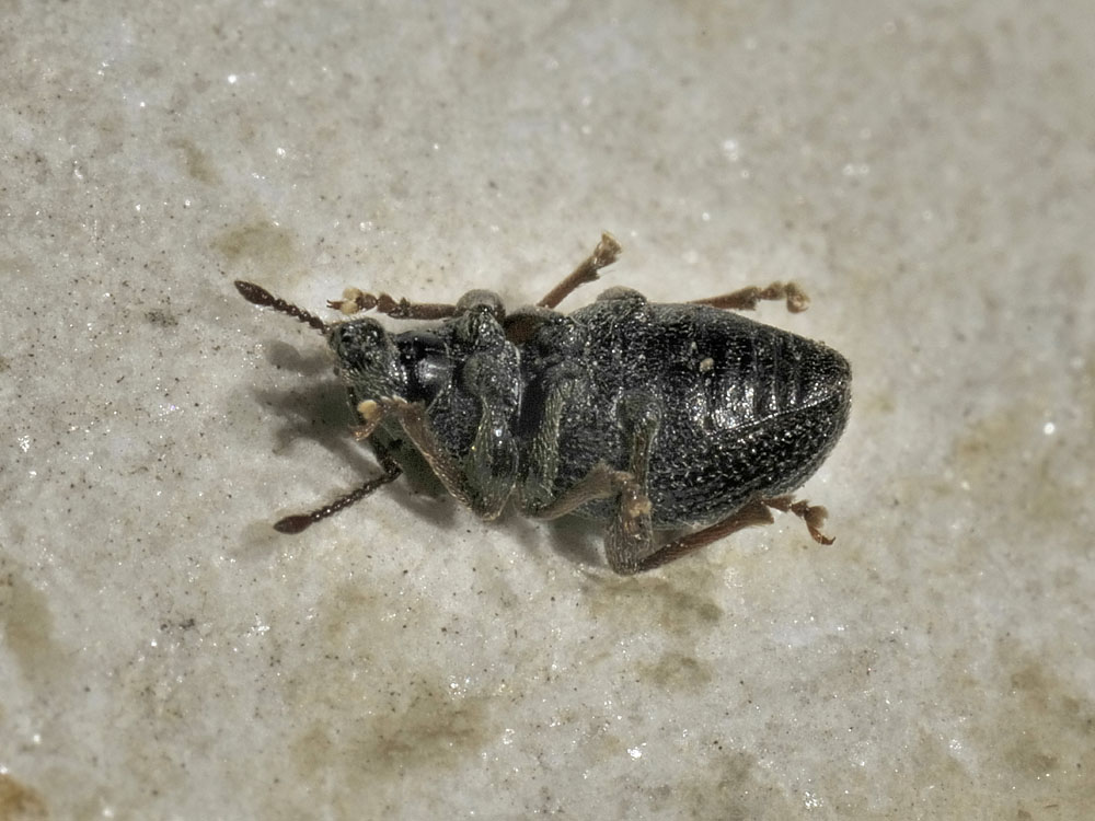 Otiorhynchus ovatus?
